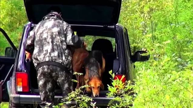 Русская гончая Свирель вл. Шатров В. А.#охотасгончей#собака #животные #топ #hunting