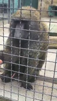 Анубис готов порвать посетителя Парк львов Тайган