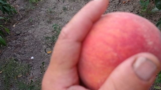 персик Коллинз