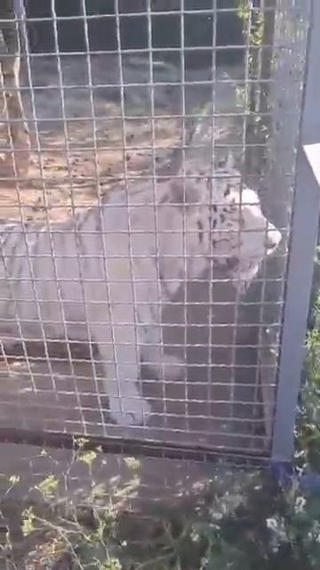 Тайганские блондинчики Парк львов Тайган