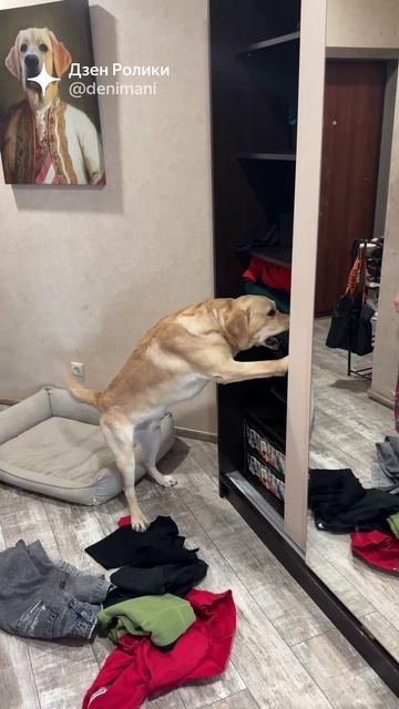 Дени и Мени