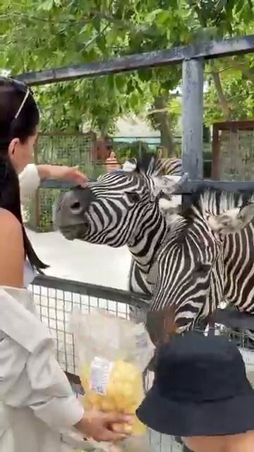 Ручки к зебрам так и тянутся Парк львов Тайган