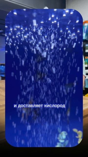 ХОЧУ АКВАРИУМ! ЧТО ЕЩЁ НУЖНО?