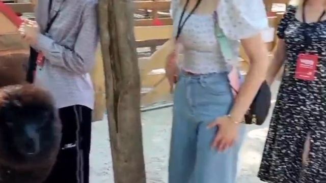 парк альпак "Пача Мама".