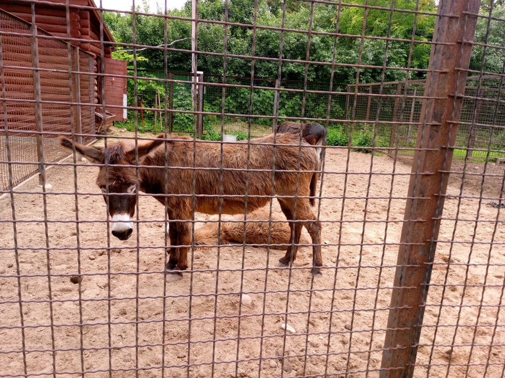 осел те, кто пишет мне, что я тупая.