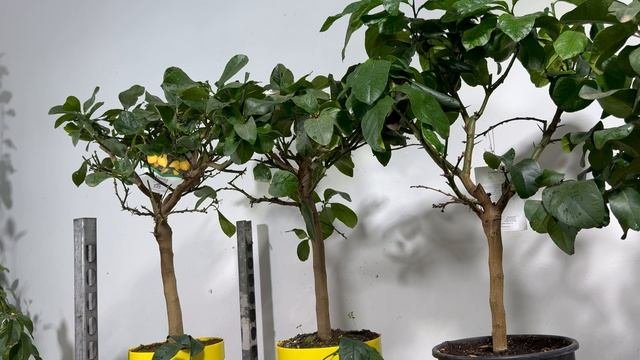 Обзор растений «Цитрус Микс Экзотика» в московском магазине от Елены Степановой!