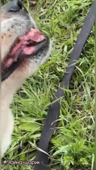 Чайна (21 мая)