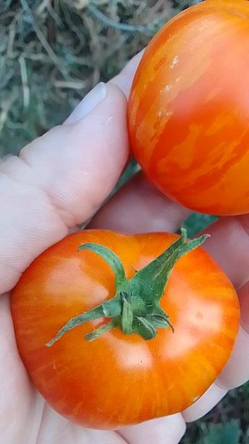 Томат Пестролистый Гендальф