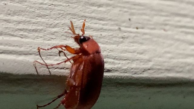 Интересный жук из семейства пластинчатоусых (Scarabaeidae). Забавный, милый и безобидный.