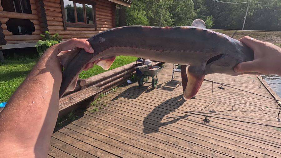Ловля стерляди на Хамсу. РК МАРЛИН платная рыбалка.