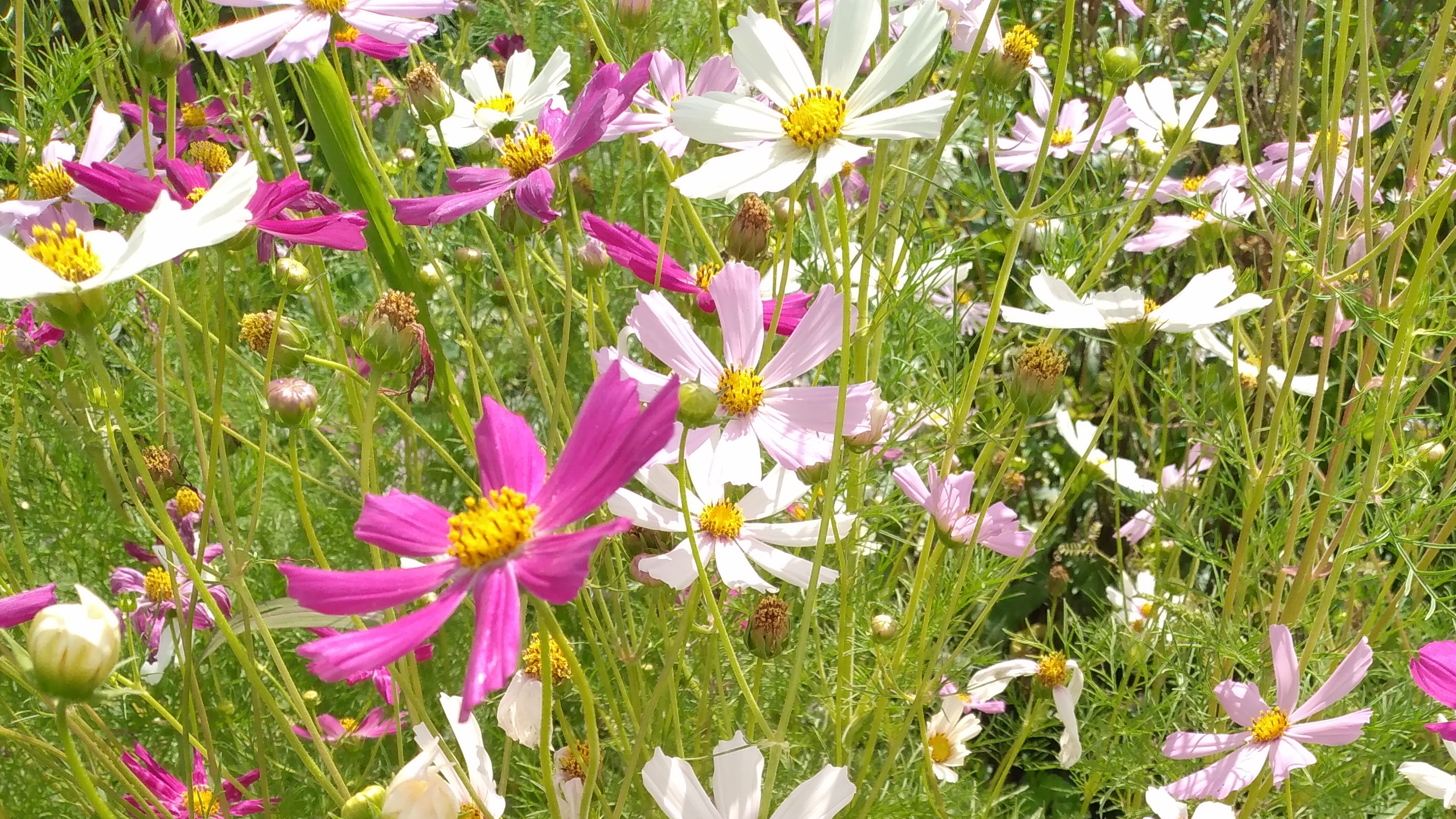 цветник у дома