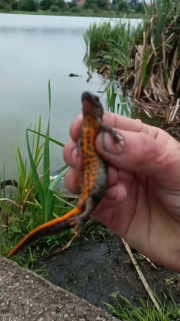 Необычная поклёвка.