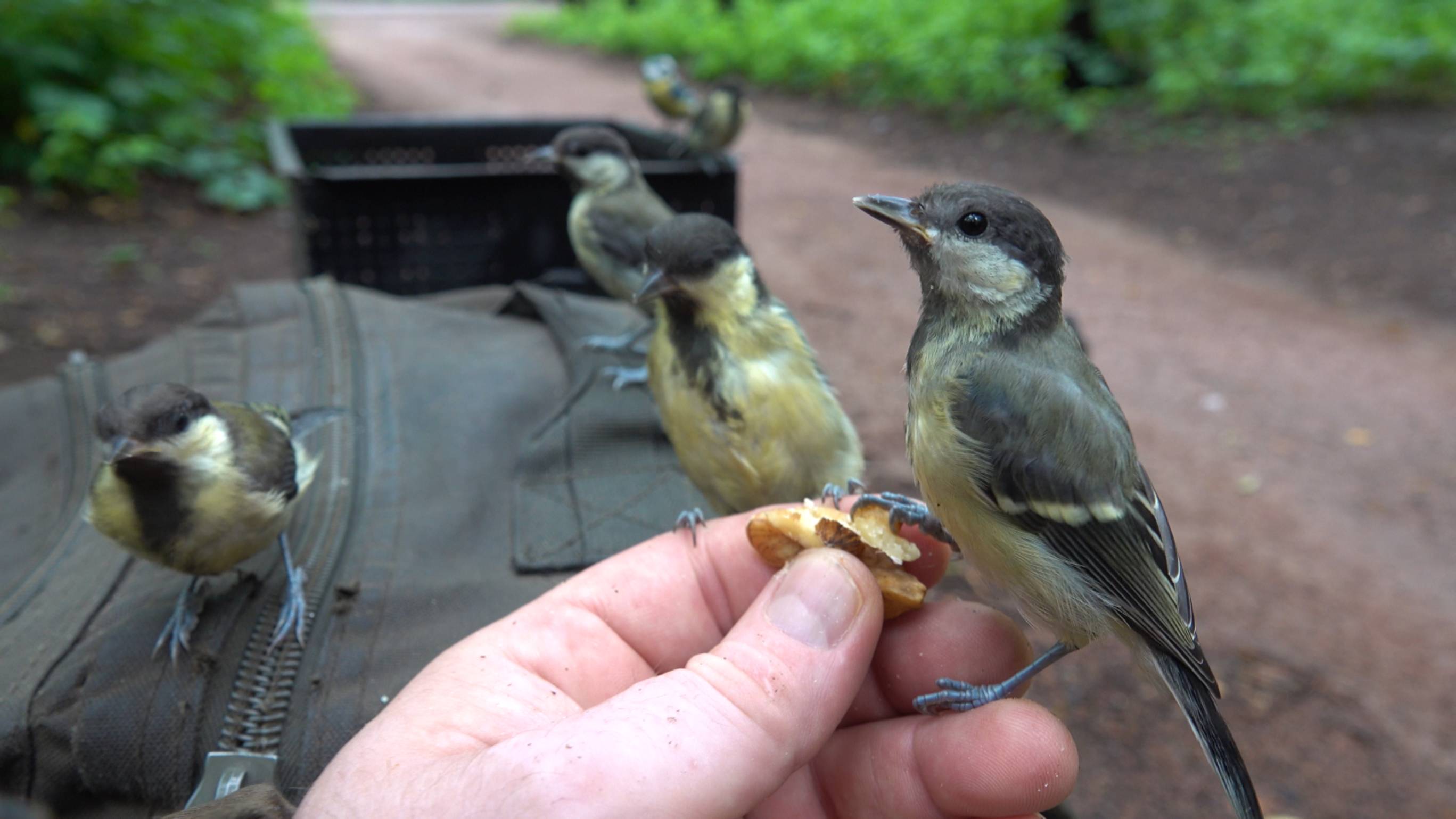 Белки и синицы. Зарисовка