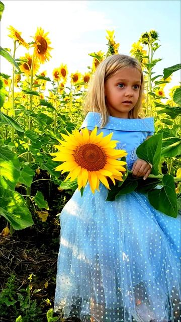 Подсолнухи 🌻🌻🌻