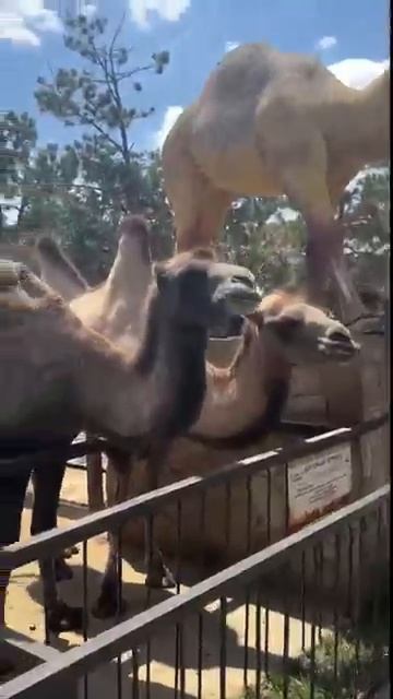 ЛАПУШКИН верен своему ПОСТУ Парк львов Тайган