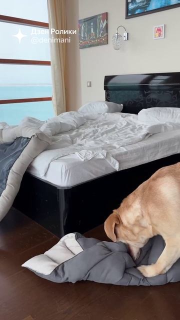 Дени и Мени