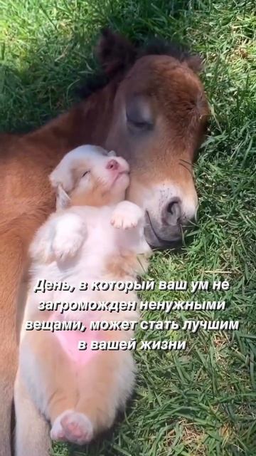 #осознанность #отношения #психология #саморазвитие #изобилие #счастье #успех #motivation #любовь