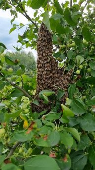 Рой пчелы на дереве