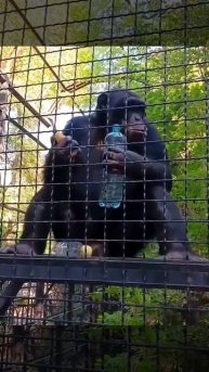 Шимпанзе дали шоу и потребовали вкусняшки Парк львов Тайган