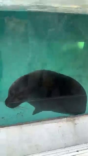 Виктор Жиленко наша нерпа любит книги Бахчисарайский парк миниатюр