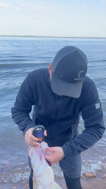 Трофей 2025 судак 6.350