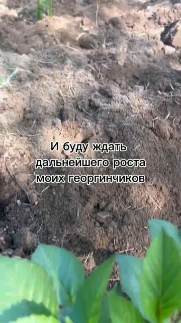 Мой опыт покупки георгинов в Лемана Про