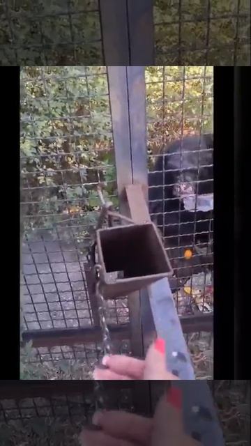 Сеня готов все вкусняшки вытребовать Парк львов Тайган