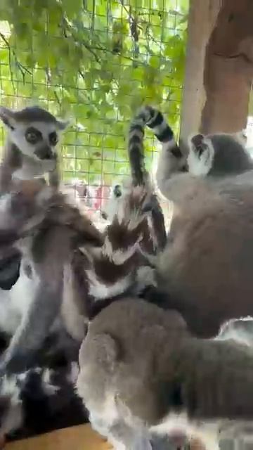 Виктор Жиленко у нас большая семья лемуров Бахчисарайский парк миниатюр