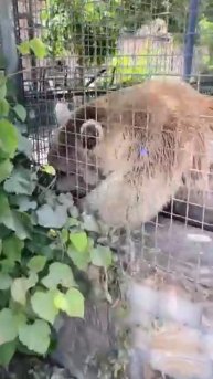 У Вовчика с публикой взаимная любовь Парк львов Тайган