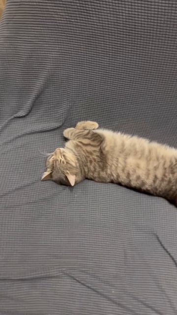 Мило спящий котик 🐱