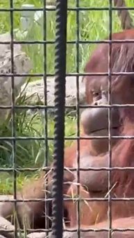 Дана поела прилегла но сон не идёт Парк львов Тайган