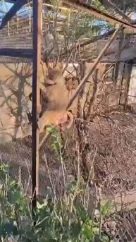 Гамадрилы знают что с посетителями надо дружить Парк львов Тайган