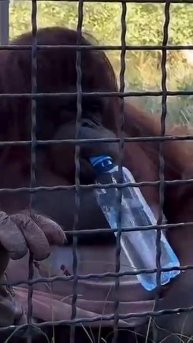 Дана хвалится как она может Парк львов Тайган