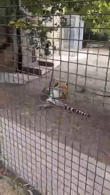 Интересная особенность тигров Тайгана