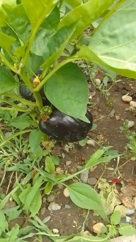 Сладкий перец Биг Папа #дача #сорт #огород