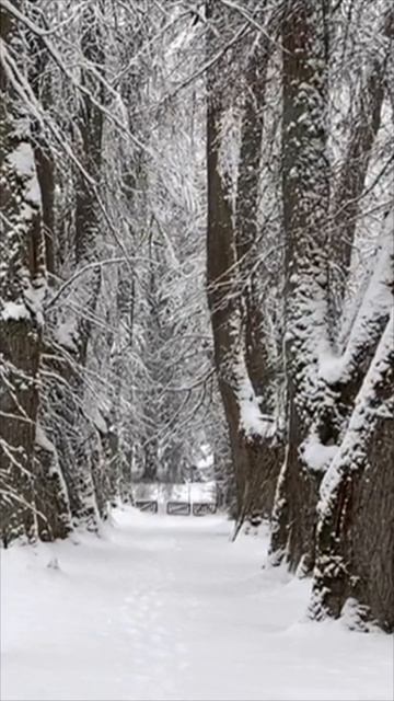 Михайловское, липовая аллея