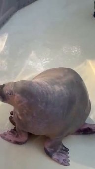 Виктор Жиленко на выступлинии САЛТАНА Бахчисарайский парк миниатюр