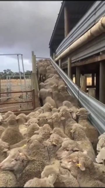 ДПСНИК РАЗРУЛИЛ.🧐🧐🧐