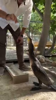 Виктор Жиленко найдёныш-баклан такой проглот Бахчисарайский парк миниатюр