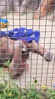 Дана кайфуша Довольная после встречи с Папой Олегом Парк львов Тайган