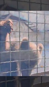 ТОПА и КНОПА всё те же МИМИМИШКИ Парк львов Тайган