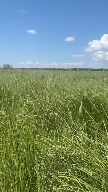 Красота