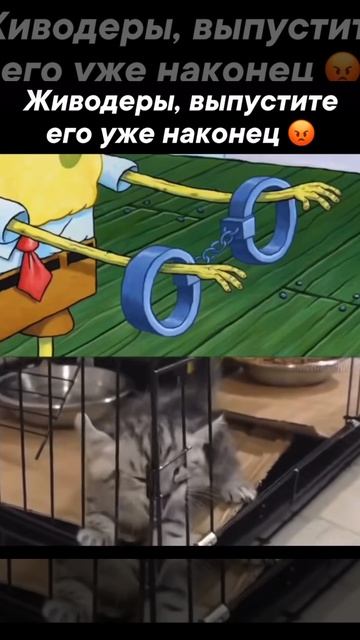 Котенок приколист, не может выйти из домика 🏠