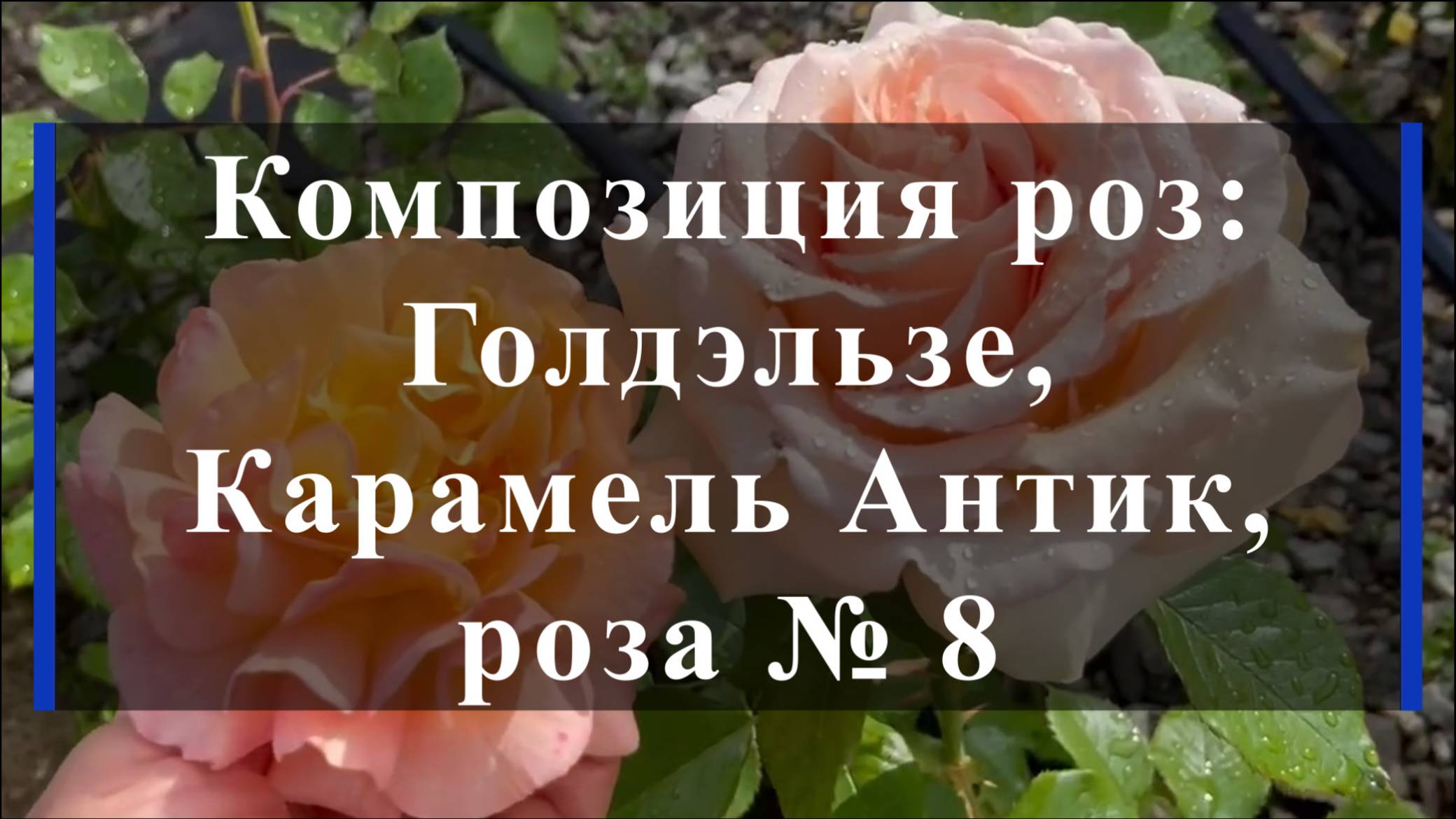 Композиция роз: Голдэльзе, Карамель Антик, роза № 8