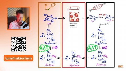 ЦИКЛ КОРИ за 6 МИНУТ // На Биохимическом