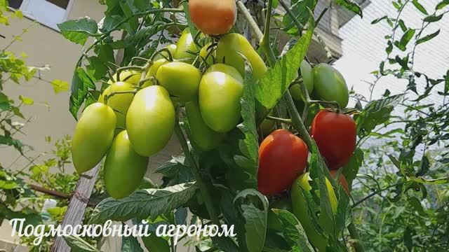 Подкормка томатов в августе: Помидоры быстро спеют, будут сладкие и сочные. #сезонконтентаRUTUBE