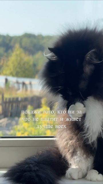 Ну мои 🐈🐈⬛
#кот#кошка#котяры