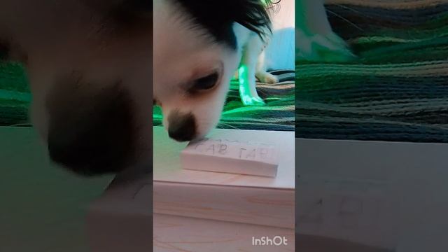 детектив харди