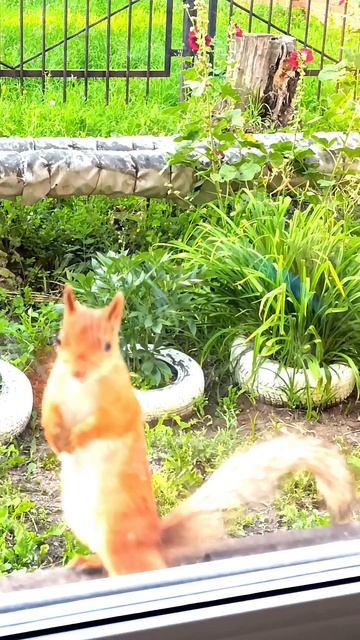 #Омские белочки 24.07.2025г.