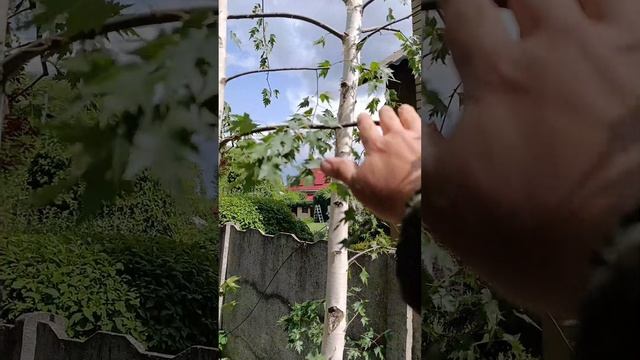 Структурная обрезка берез.